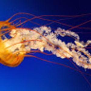 Meet your Posher, Ayden